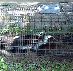 Trapped Skunk