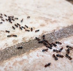Ants