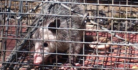Pest Control Services in Richmond Heights, OH Pest Control Services in Richmond Heights, OH